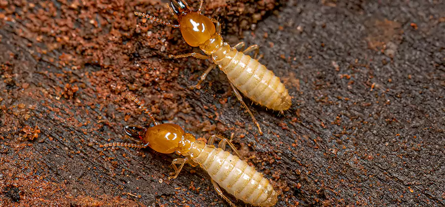 Natural Ant Hill Killer Treatment in Cranford