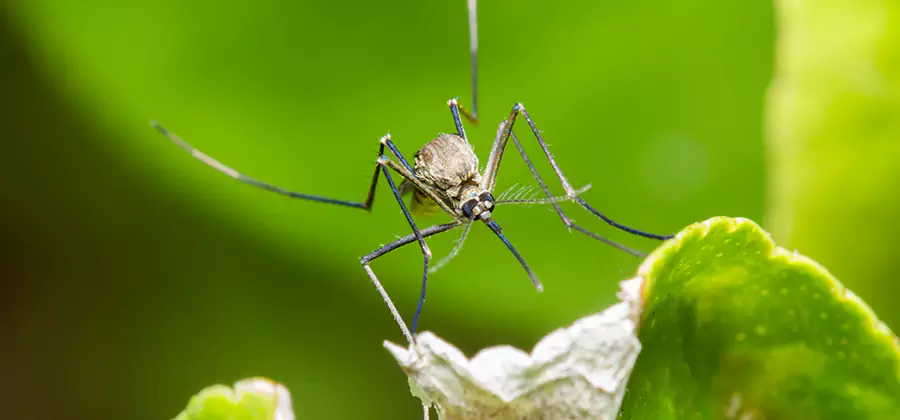 Natural Outdoor Mosquito Repellent in Cranford