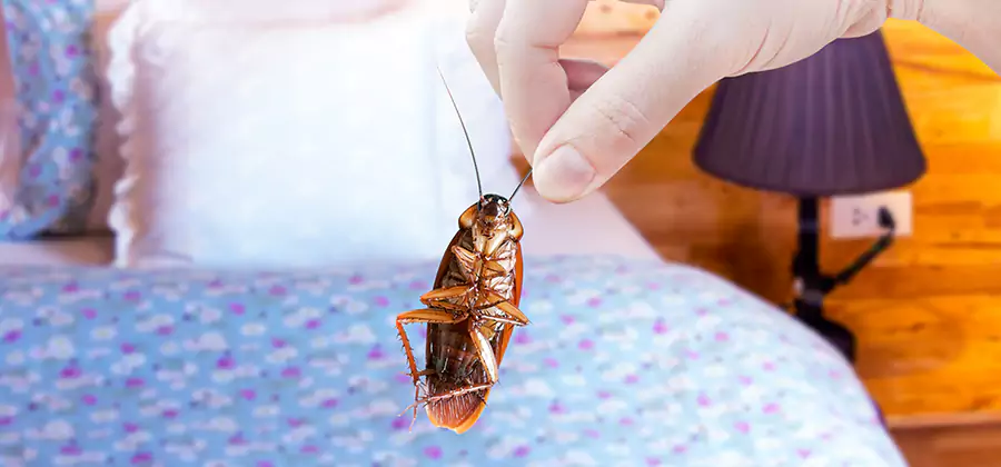 Bed Bug Inspection in Cranford