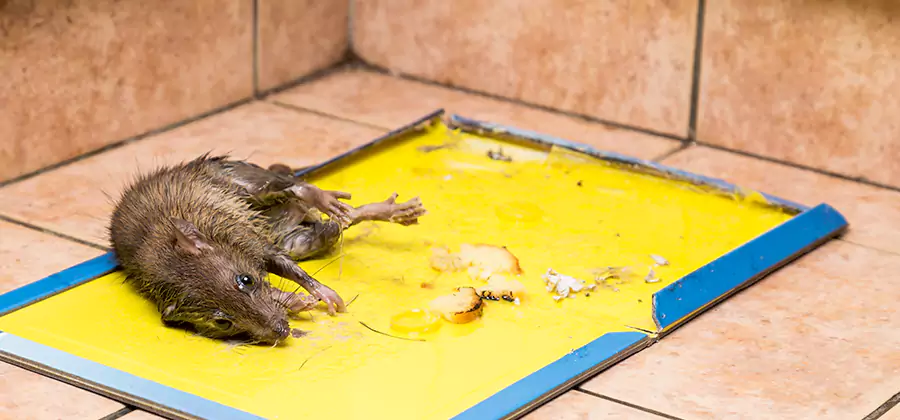 Rat Trapping Service In Cranford