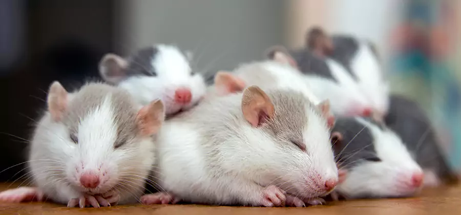 Rat Infestation Exclusion Service in Cranford