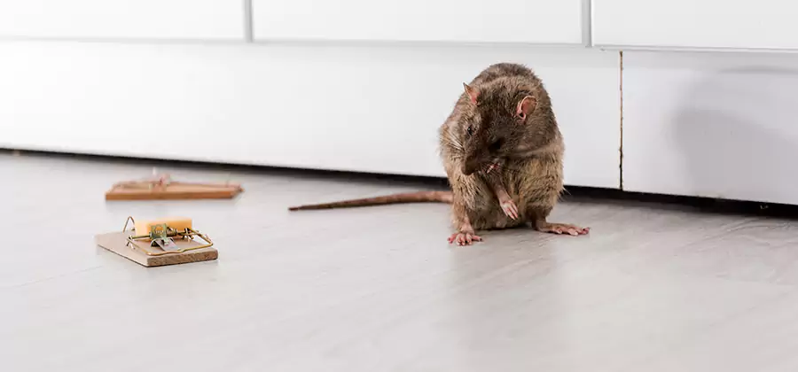 Rat Baiting Removal Service in Cranford