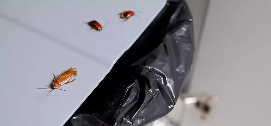 German Roach Pest Control in Cranford