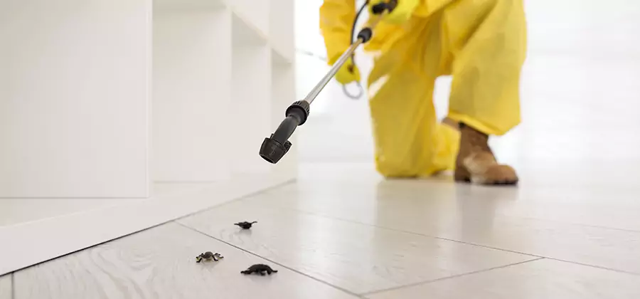 Roach and Bed Bug Exterminator in Cranford