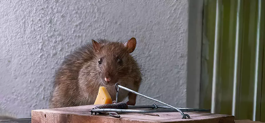 Rodent Proofing Service in Cranford