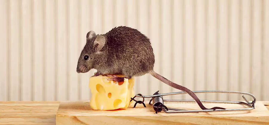 Commercial Rodent Exclusion Services in Cranford