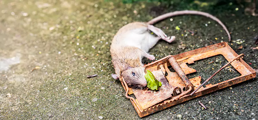 Rat Trapping in Cranford