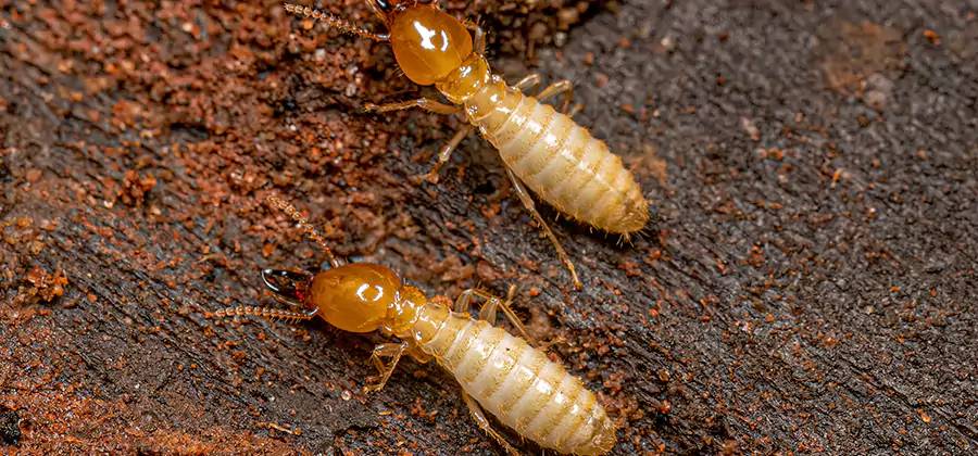 Sentricon Residential Termite Control in Cranford