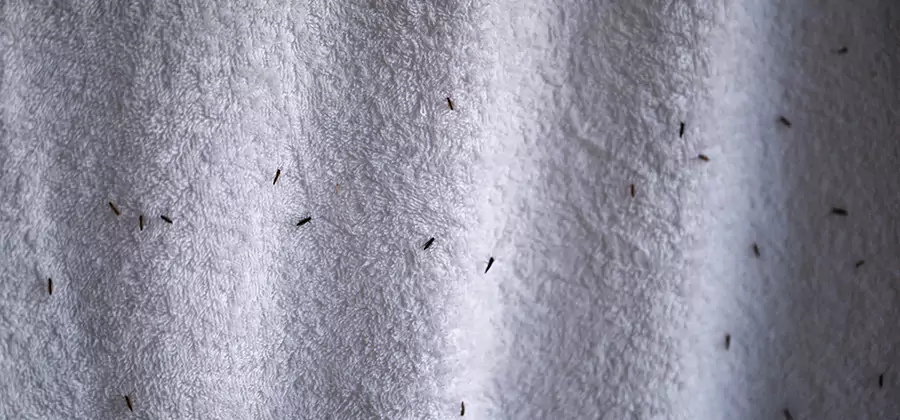 Small Black Ants in Bathroom Treatment in Cranford