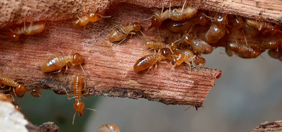 Perimeter Soil Termite Treatment in Cranford