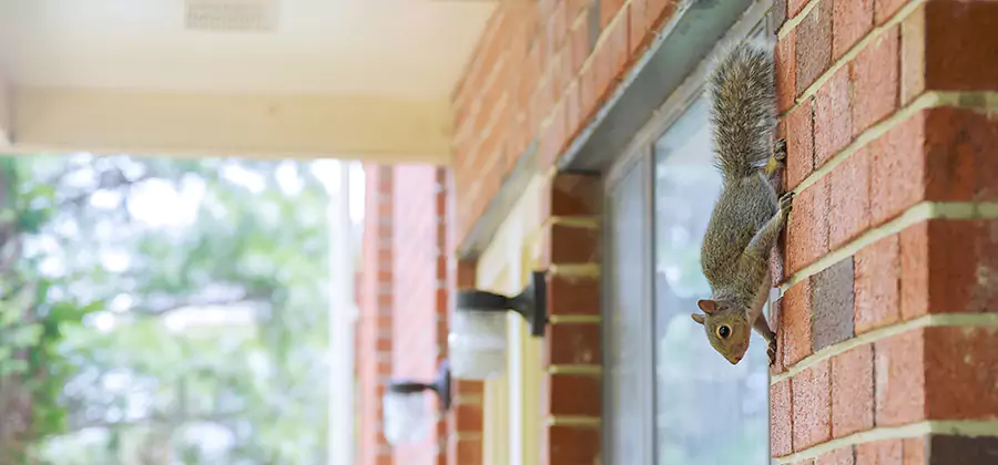Squirrel Inside Walls Removal in Cranford