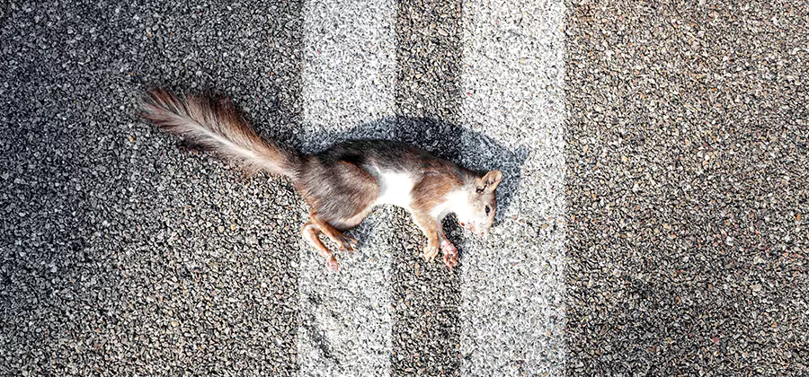 Dead Squirrel Removal in Cranford