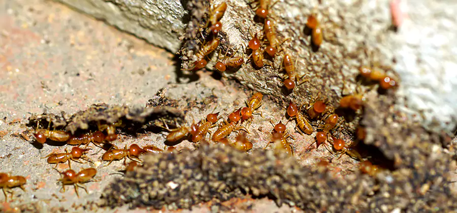 Wood Treatment and Localized Termite Solutions in Cranford