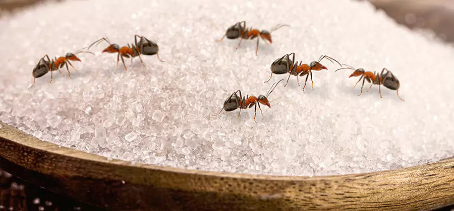 Indoor Sugar Ant Treatment in Cranford