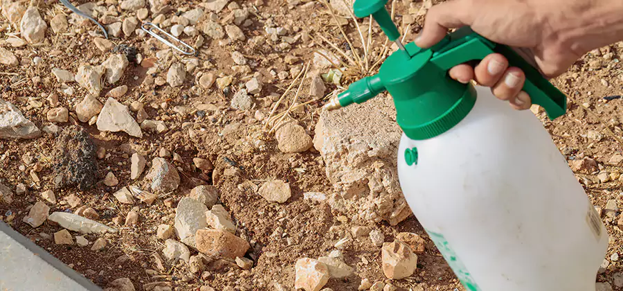 Heat Treatment Termite Cost in Cranford