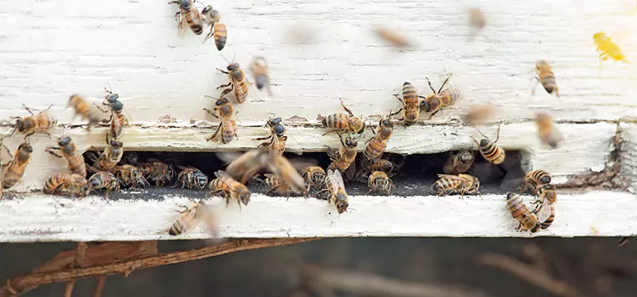 Residential Termite Fumigation in Cranford