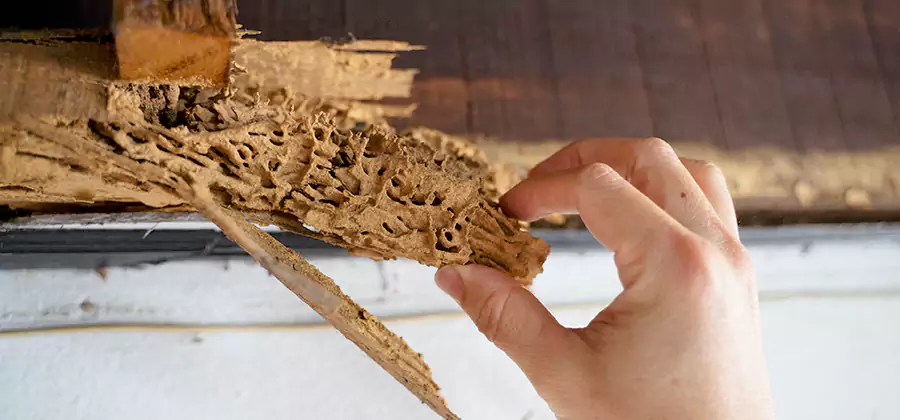 Pre-Purchase Termite Inspection in Cranford