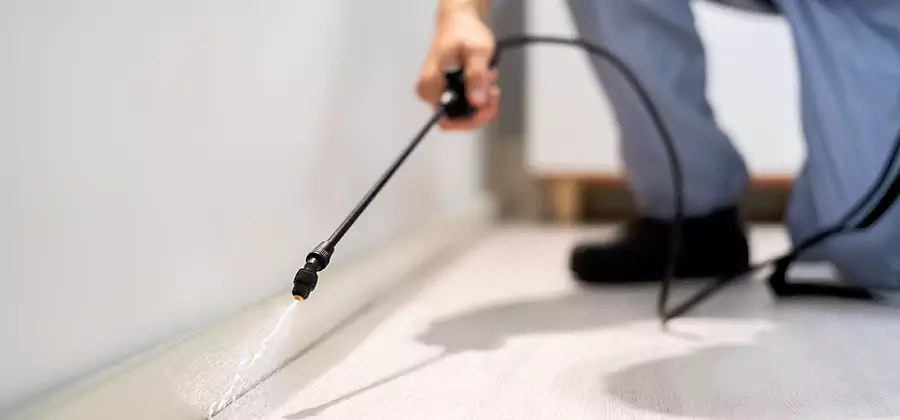 Direct Termite Injection Treatment in Cranford