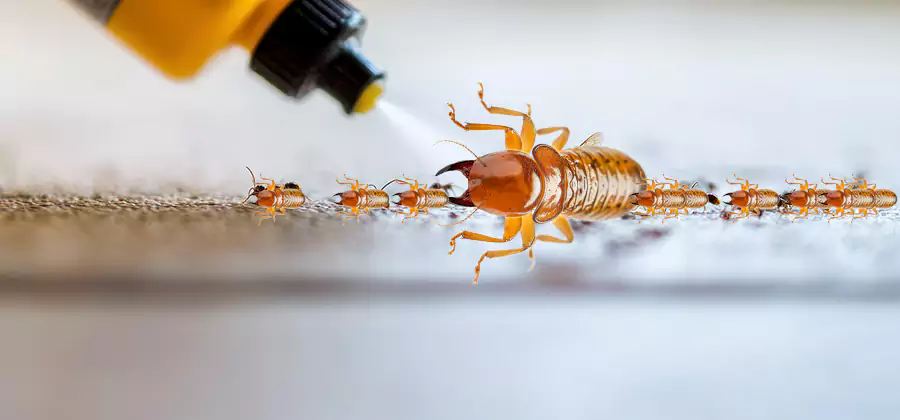 Foundation Termite Spraying Control in Cranford