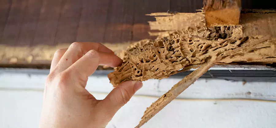 Pre-Construction Termite Treatment in Cranford