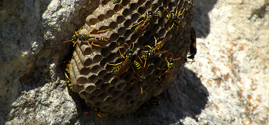 Wasp Nest in Tree Removal Cranford