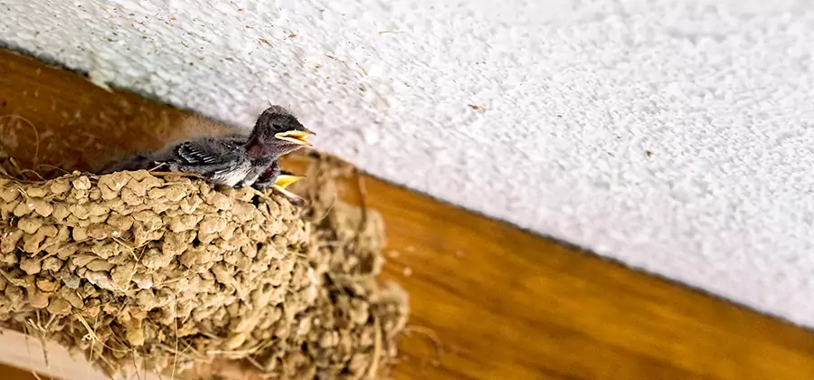 Bird Removal From House in Cranford