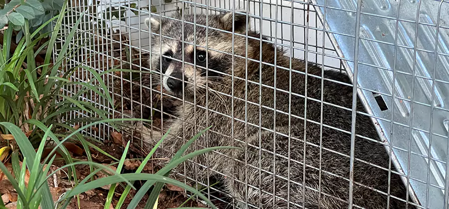 Wildlife Relocation Services in Cranford