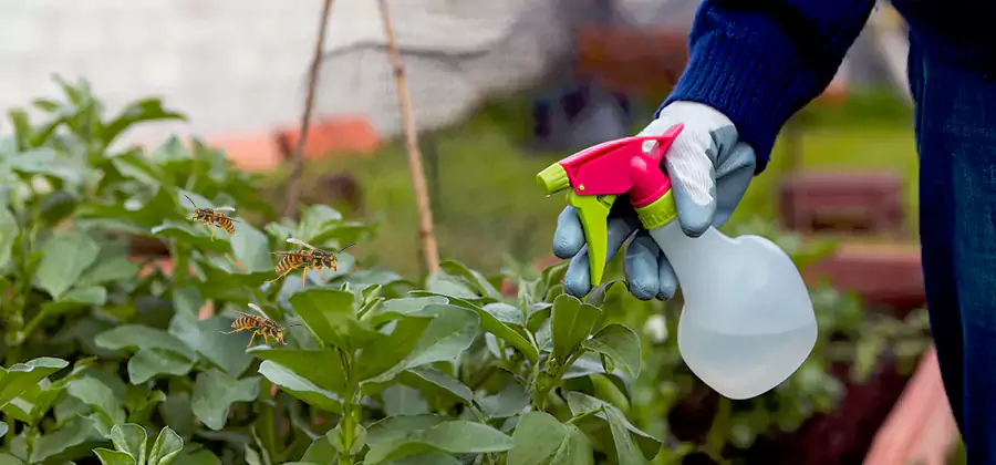 Yellow Jacket Pest Removal for Commercial Properties in Cranford