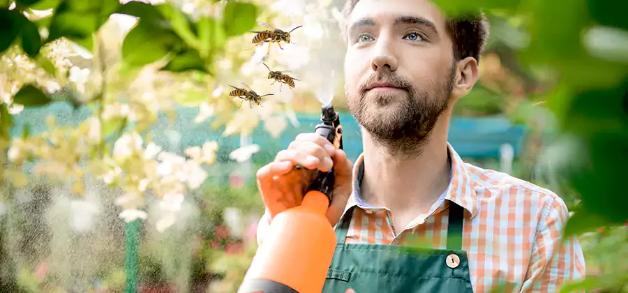 Yellow Jacket Wasp Removal in Cranford