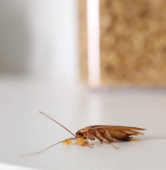 Why Cranford Pest Control Pro Stands Out in Cranford, NJ?