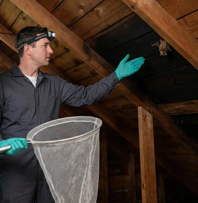 Why Cranford Pest Control Pro Is the Right Choice in Cranford, NJ?
