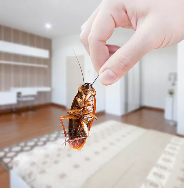 Why Cranford Pest Control Pro Stand Out for Bed Bug Fumigation in Cranford, NJ?