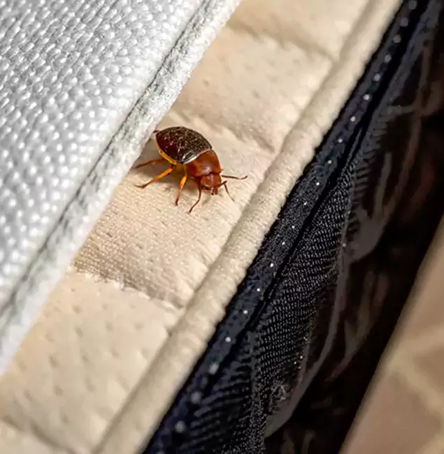 Why Choose Cranford Pest Control Pro for Bed Bug Treatment at Home in Cranford, NJ?