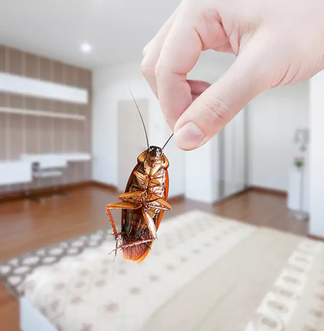 Why Cranford Pest Control Pro Stand Out For Bed Bug Inspection in Cranford, NJ?