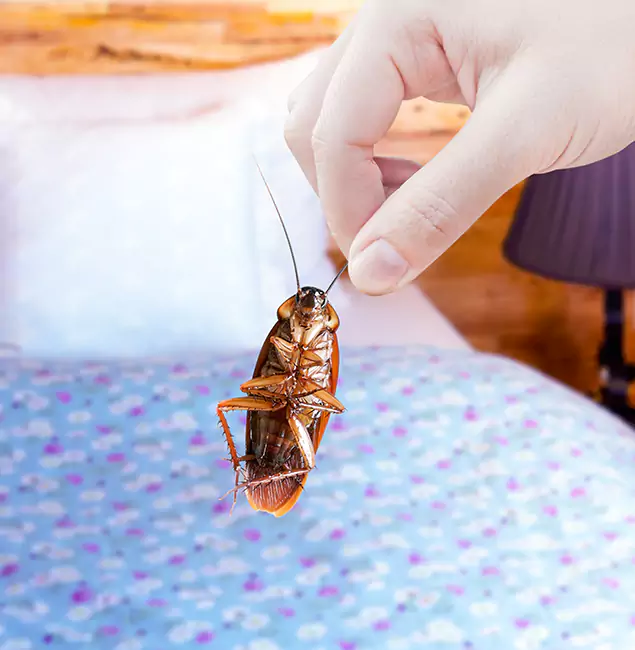 Why Choose Cranford Pest Control Pro for Bed Bug Treatment in Cranford, NJ?
