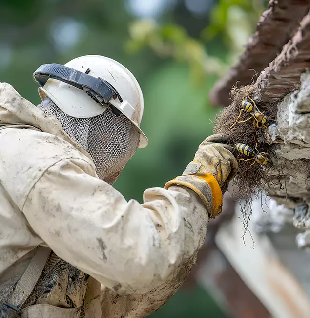 Why Cranford Property Owners Choose Cranford Pest Control Pro for Bee Exterminator?