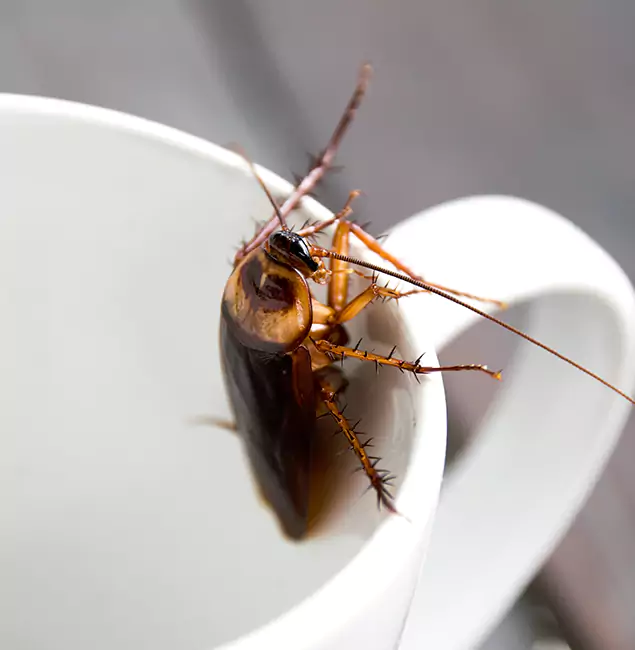 Why Cranford, NJ Residents Trust Cranford Pest Control Pro for Cockroach Fumigation?