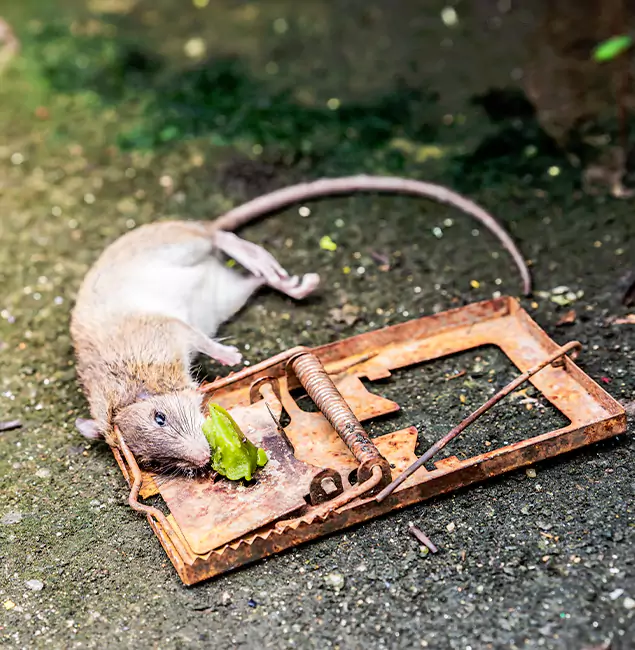 Why Cranford, NJ Homeowners Trust Cranford Pest Control Pro for Rodent Removal?