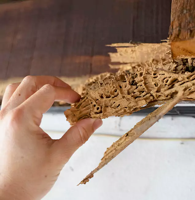 Why Choose Cranford Pest Control Pro in Cranford, NJ?