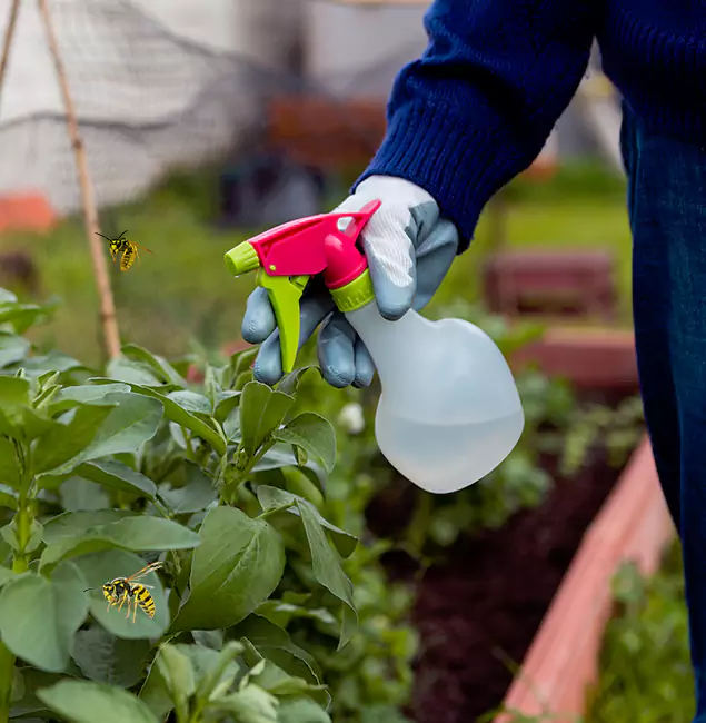 Why Cranford Homeowners Choose Cranford Pest Control Pro for Honey Bee Removal?