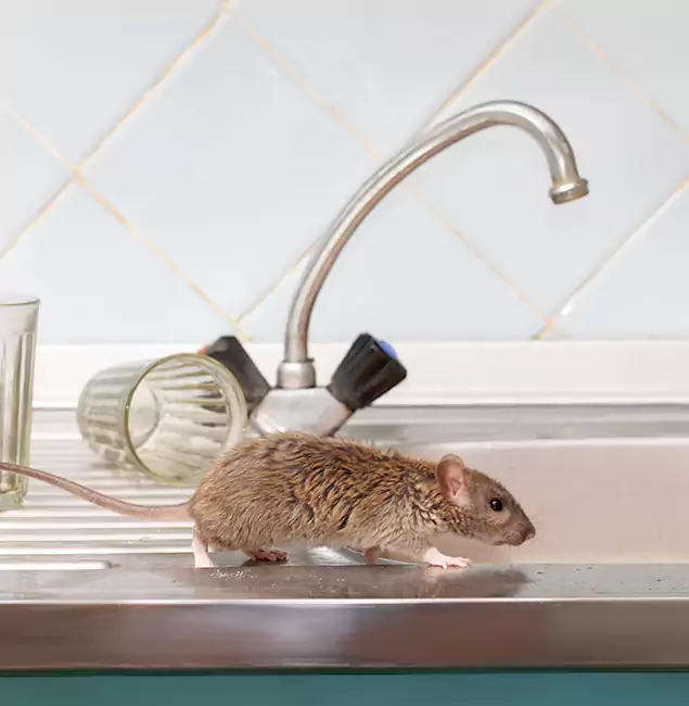 Why Cranford, NJ Trusts Cranford Pest Control Pro for Humane Rodent Control?