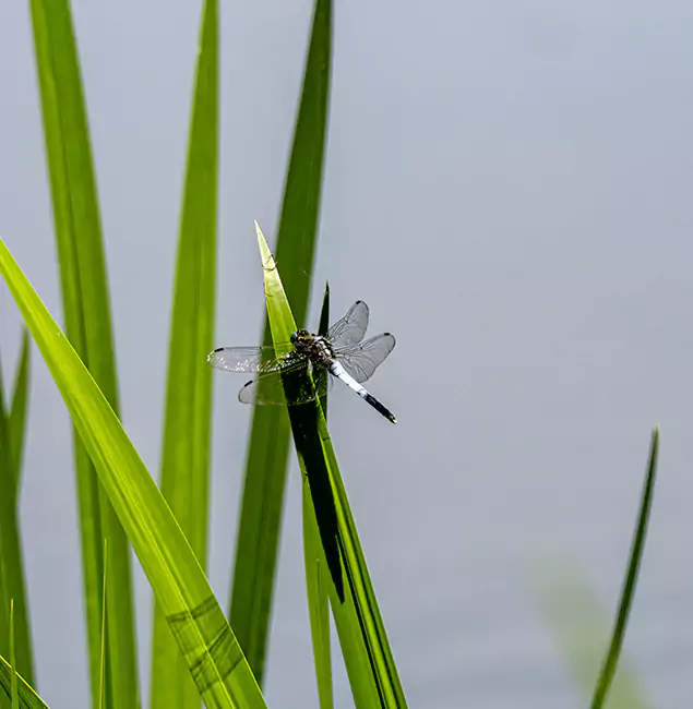 Why Cranford Families Trust Cranford Pest Control Pro for Mosquito Prevention?