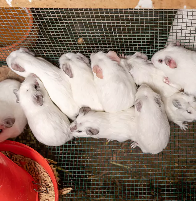 Why Cranford Pest Control Pro Is the Trusted Choice in Cranford, NJ?