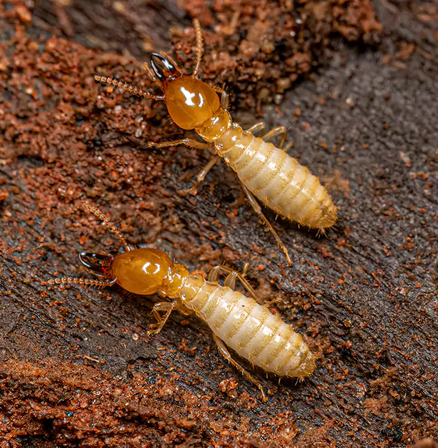 Why Choose Cranford Pest Control Pro for Termite Treatment Without Tenting in Cranford, NJ?