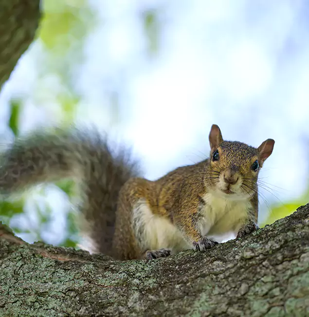 Why Cranford, NJ Relies on Cranford Pest Control Pro for Squirrel Pest Control?