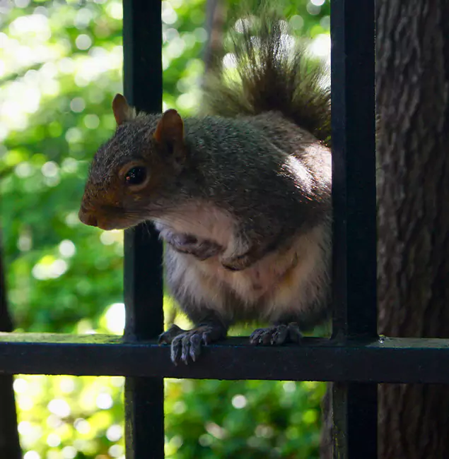 Why Cranford, NJ Chooses Cranford Pest Control Pro for Squirrel Removal?