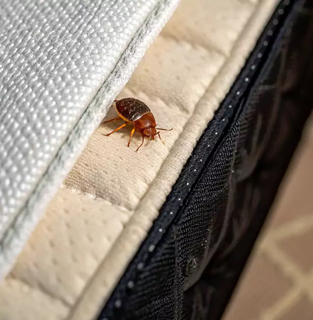 Why Cranford Homeowners Trust Cranford Pest Control Pro for Tick Treatment?