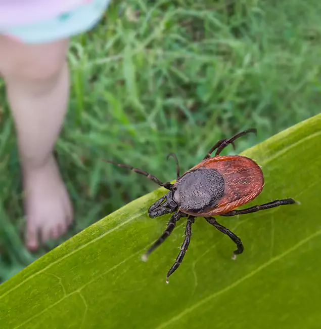 Why Cranford Homeowners Choose Cranford Pest Control Pro for Tick Extermination?
