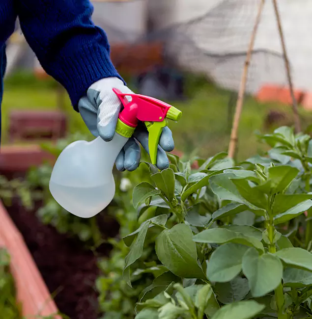 Why Cranford Relies on Cranford Pest Control Pro for Wasp Control Services?