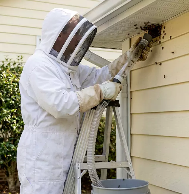 Why Cranford Trusts Cranford Pest Control Pro for Wasp Control?